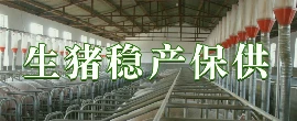 生猪稳产保供